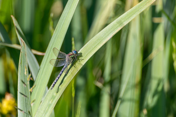 Dragonfly on a leave (Loire valley, France)