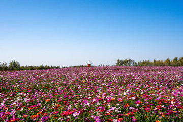 Panorama of flowers field and blue sky with white clouds.Blooming  flowers. Growing  flower swaying on wind, harvest,loated Jingzhou China.