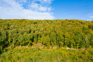 Fototapeta premium Arbres dans une forêt ou un bois au début de l'automne avec le ciel bleu en arrière plan