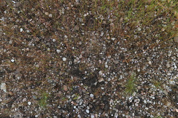 moutian forest tree green stone travel flower color 