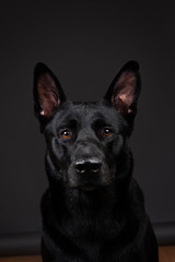 Tranquil smooth haired black dog at studio