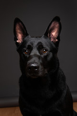 Tranquil smooth haired black dog at studio