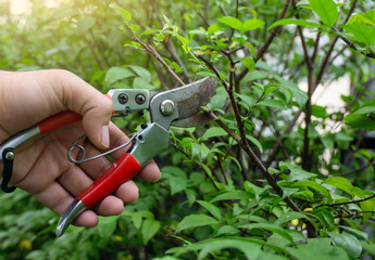 gardener pruning shears to cut the branches of mok tree on nature background.