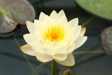 micro​ shot​ and Close up of​ a​ white and yellow​ lotus​ flower​ blooming with​ green​ leaves in​ the​ pond.