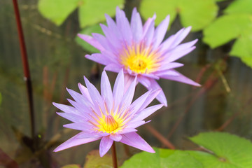 micro​ shot​ and Close up of​ a​ purple​ lotus​ flower​ blooming with​ green​ leaves in​ the​ pond.