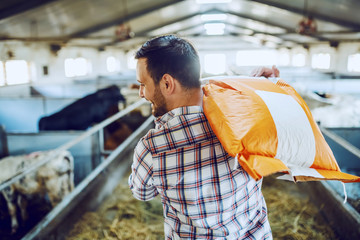 Rear view of handsome caucasian farmer in plaid shirt and jeans carrying sack with animal food over...