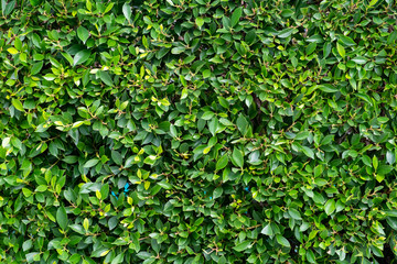 Fototapeta na wymiar Green bush background texture for background or backdrop