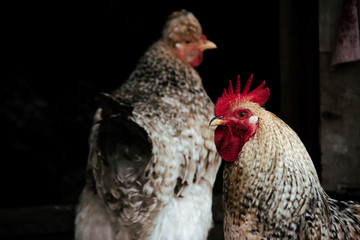 Golden rooster on the farm, soft focus