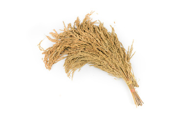 Close-up of an ear of rice on a white background. ears of paddy rice