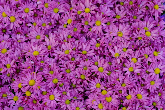 close up seamless purple chrysanthemum flowers. beautiful wallpaper