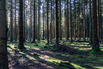 Wandern im hohen Venn