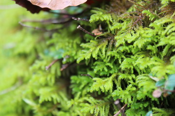mousse de montagne sur rocher 