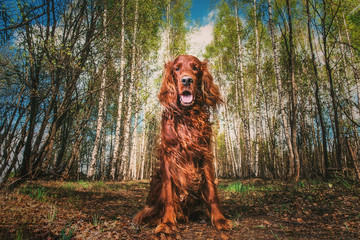 Gorgeous big brown dog with opened chaps among autumn trees