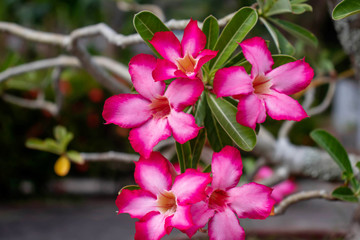 Fototapeta na wymiar Pink azalea flowers and blurred green leaf background.