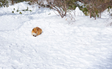 A red fox (Vulpes vulpes) is lay down on background of snow in winter of Noboribetsu, Hokkaido, Japan