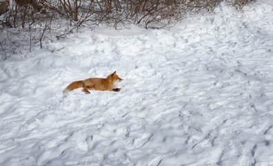 A red fox (Vulpes vulpes) is lay down on background of snow in winter of Noboribetsu, Hokkaido, Japan