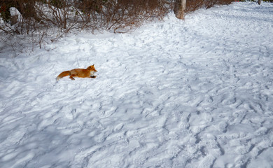 A red fox (Vulpes vulpes) is lay down on background of snow in winter of Noboribetsu, Hokkaido, Japan