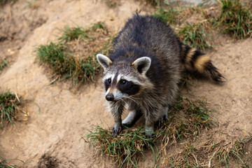 Full body of young common raccoon