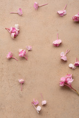 Pink flowers blossom background, hydrangea