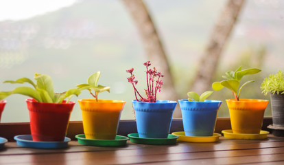 Small  plant in colorful pots on wooden table with blur garden, mountain background.