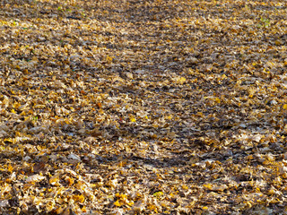 Alley in the city park covered with leaves.