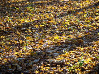 Alley in the city park covered with leaves.