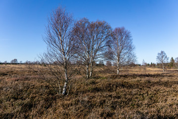 Wandern im hohen Venn