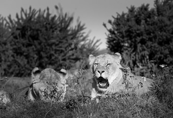 Yawning Lion