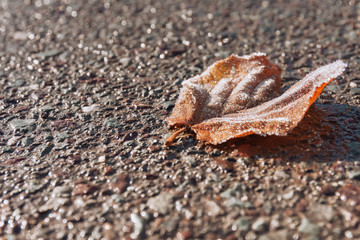 frozen leaf on a street