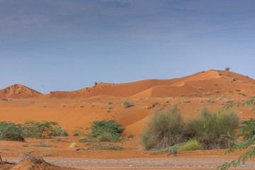 Fototapeta na wymiar Desert at sunrise brings out bold burnt orange colored sand and highlighted flora and fauna after a storm on the sand dunes.