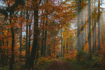 Obraz premium Herbstwald am Taunus.