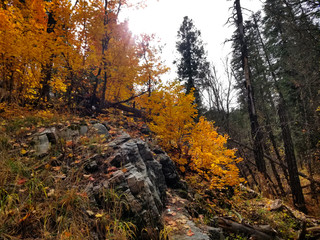 Yellow fall leaves above a dark rock outcropping