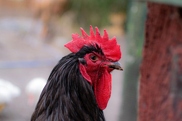 Primer plano de gallo de cresta roja © Leo