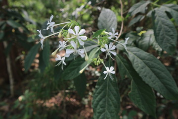 moutian forest tree green stone travel flower color 