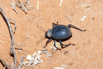 Urchin Beetle (Priionotheca cornata) walking across the desert sand at night in the United Arab Emirates (UAE).