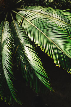 Close up photo of attalea speciosa green leaves in Botanical garden, selective focus/ babassu oil, palm tree leaf in greenhouse, south america subtropical plants/ nature and ecology concept.