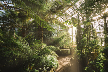 Dreamy landscape with exotic evergreen plants in greenhouse. Beautiful sunlight breaks through the window. Old tropical botanic garden. A variety of plants: palms, ferns, and conifers. Nature concept. - obrazy, fototapety, plakaty