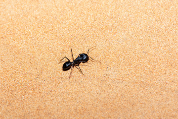 Giant Ant (Camponotus xerxes), a black night time creature, running along the sand dunes in the United Arab Emirates at night.