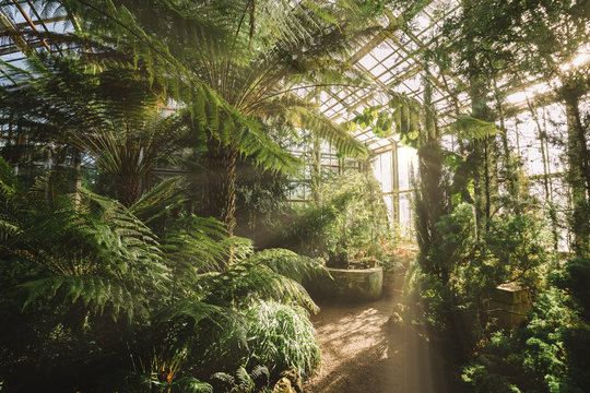 Dreamy landscape with exotic evergreen plants in greenhouse. Beautiful sunlight breaks through the window. Old tropical botanic garden. A variety of plants: palms, ferns, and conifers. Nature concept. © Denis Mamin