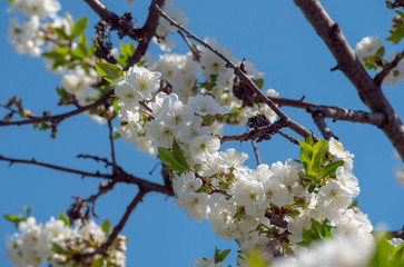 beautify spring flowers on tree