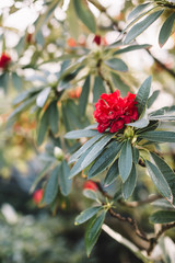 Fototapeta premium Blooming colorful rhododendron flowers in orangery. Red Azalea, evergreen heather plants in glasshouse. Beauty sunlight. Flowering Rhododendrons. Blurred background, soft focus, vertical, close up. 