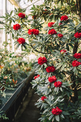 Blooming colorful rhododendron flowers in orangery. Red Azalea, evergreen heather plants in greenhouse. Beauty sunlight. Flowering Rhododendrons. Blurred background, soft focus, vertical, close up. 