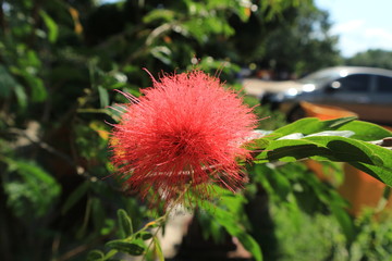moutian forest tree green stone travel flower color 