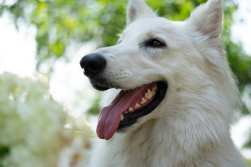 White swiss shepherd portrait with blurred background 