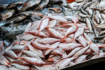 Fresh fish from river sold in local market, Songkhla Province, Thailand
