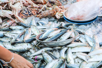 Fresh fish from river sold in local market, Songkhla Province, Thailand