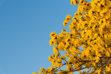 Yellow tabebuia with blue sky background.