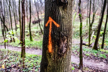 Red orienteering arrow in the forest 