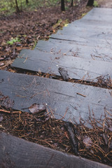 Wooden stairs in the forest 
