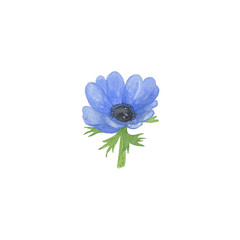 Delicate watercolor blue anemone flower on the white background, simple hand drawn image